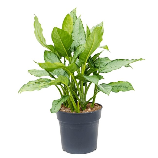 Aglaonema-bestellen-bezorgen