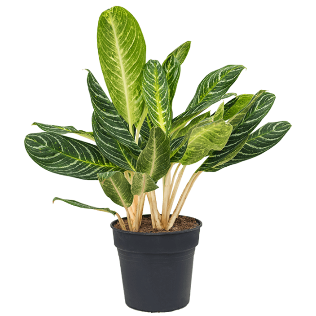 Aglaonema Key Lime-bestellen-bezorgen