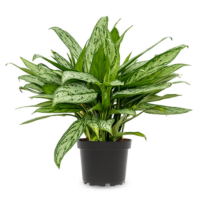 Aglaonema Maria Christina-bestellen-bezorgen