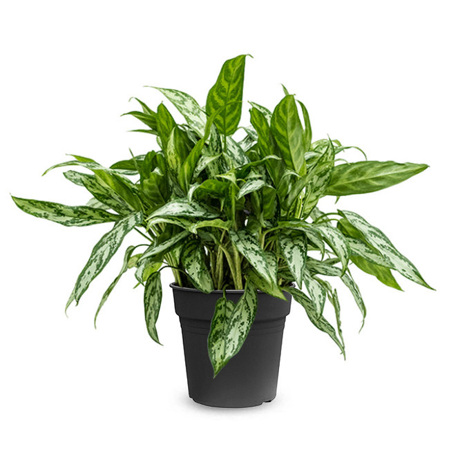 Aglaonema Maria-bestellen-bezorgen