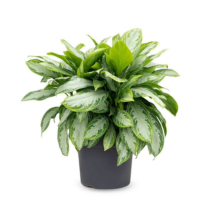 Aglaonema Silver Bay-bestellen-bezorgen