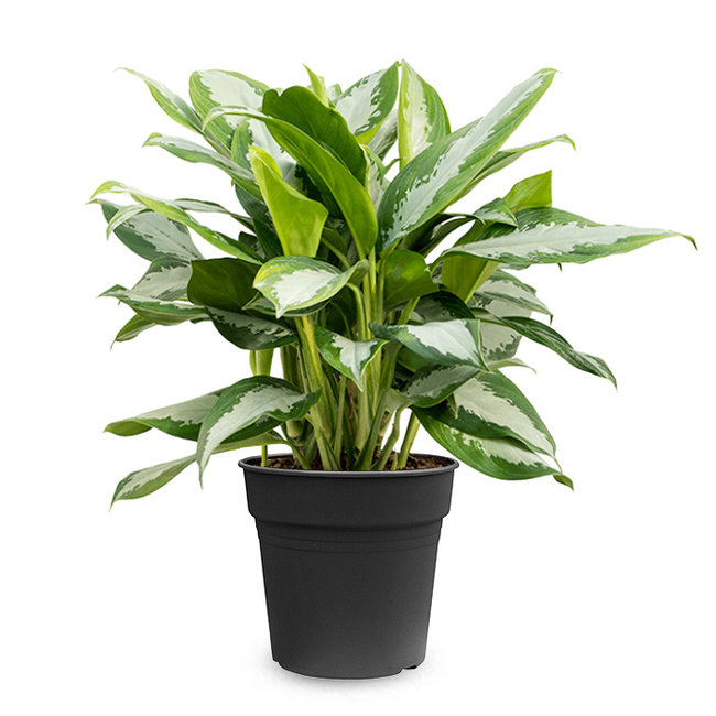 Aglaonema Silver Moon-bestellen-bezorgen