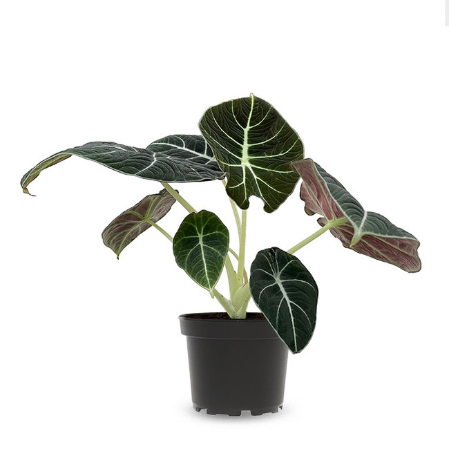 Alocasia black velvet-bestellen-bezorgen