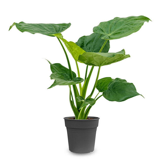 Alocasia Cucullata-bestellen-bezorgen