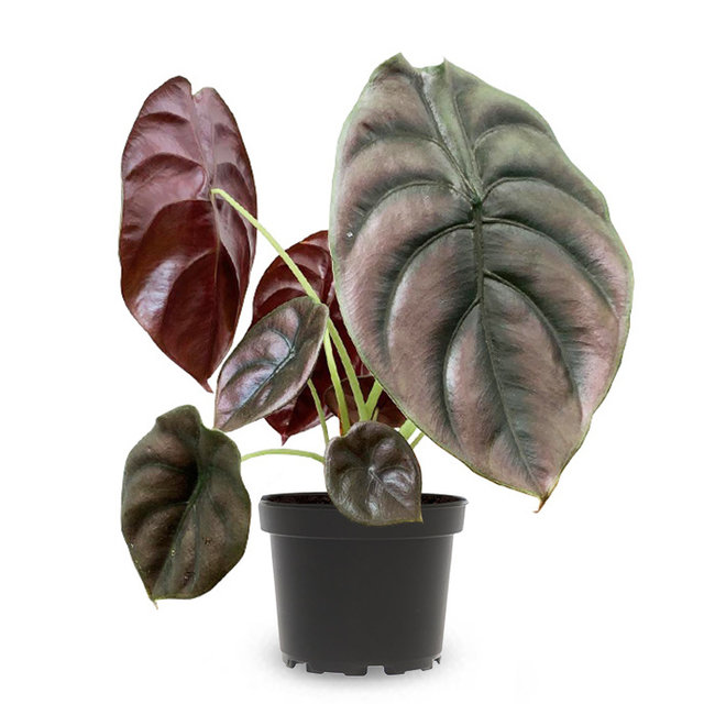 Alocasia Cuprea Red Secret-bestellen-bezorgen