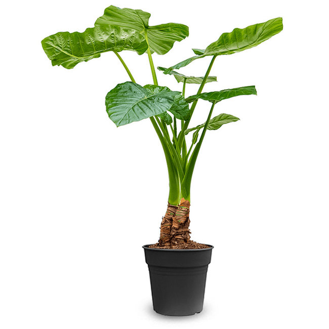 Alocasia Macrorrhiza-bestellen-bezorgen