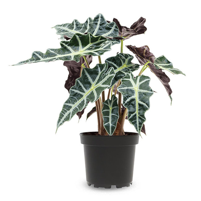 Alocasia Polly-bestellen-bezorgen