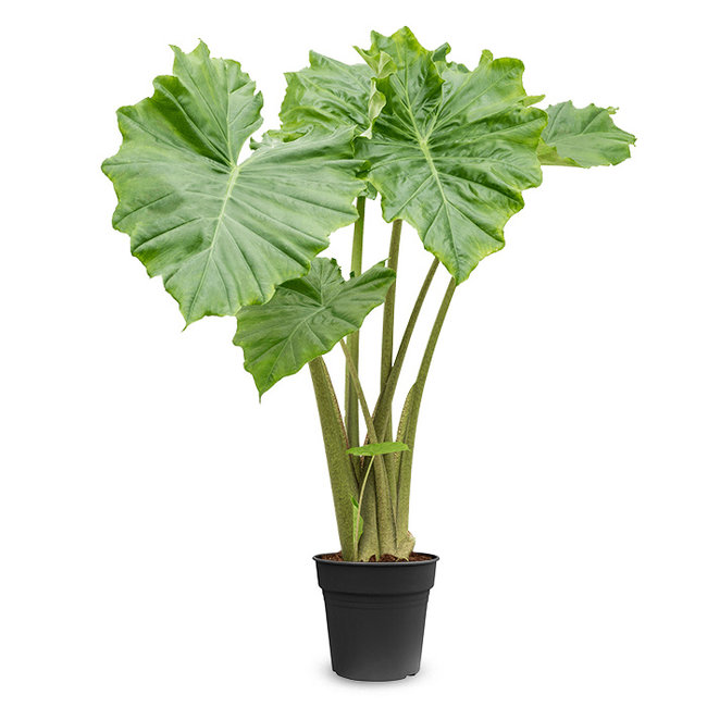 Alocasia Portadora-bestellen-bezorgen