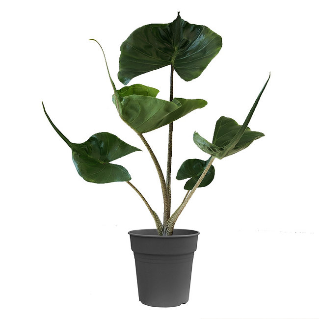 Alocasia Stingray-bestellen-bezorgen