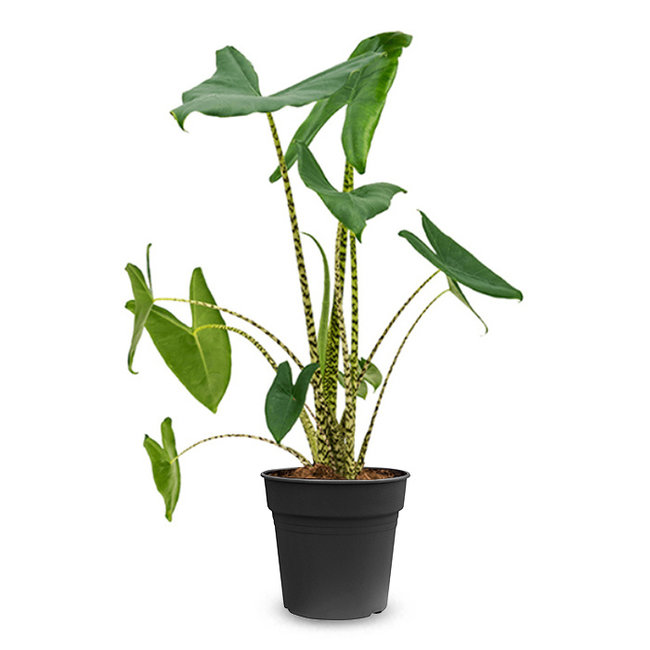 Alocasia Zebrina-bestellen-bezorgen