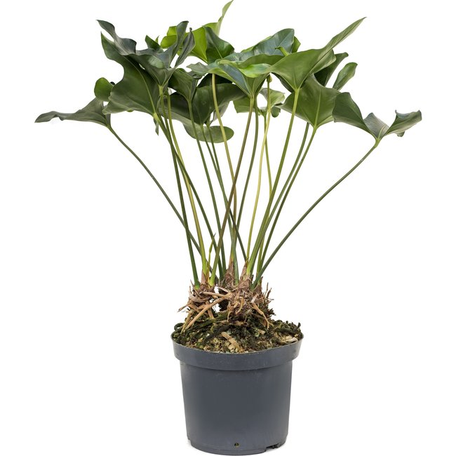 Anthurium Arrow-bestellen-bezorgen