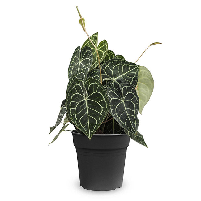 Anthurium Clarinervium-bestellen-bezorgen