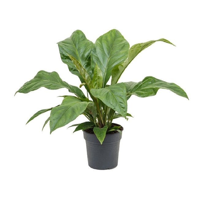 Anthurium Jungle King-bestellen-bezorgen