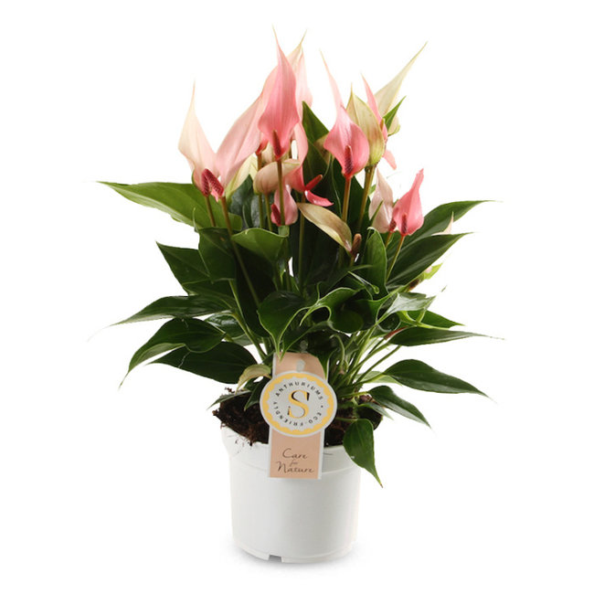 Anthurium Lilli-bestellen-bezorgen