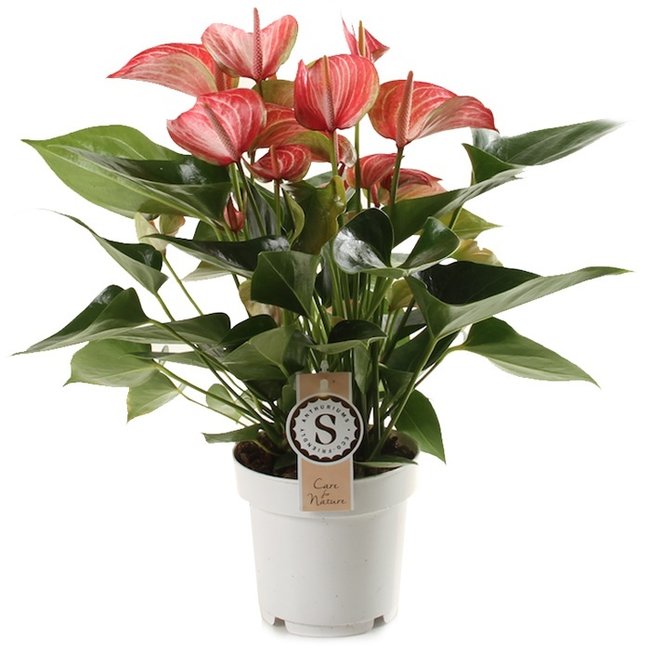 Anthurium Livium-bestellen-bezorgen