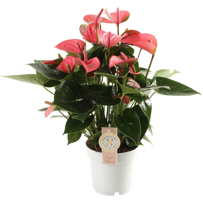 Anthurium Pink Champion-bestellen-bezorgen