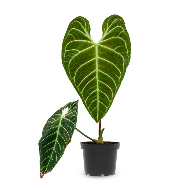 Anthurium Regale-bestellen-bezorgen