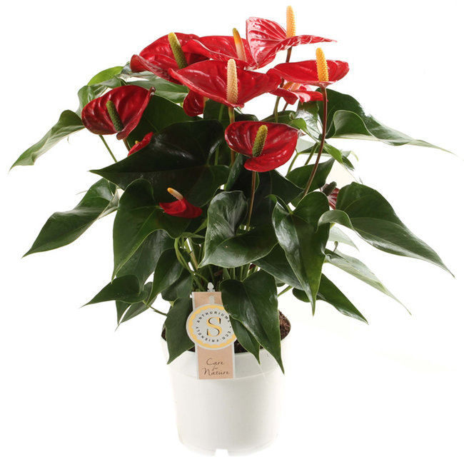 Anthurium Royal Red-bestellen-bezorgen