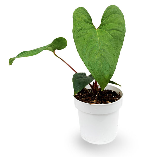 Anthurium Rubrinervium-bestellen-bezorgen