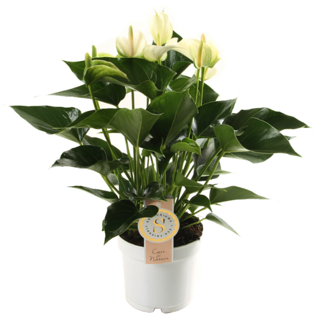 Anthurium White Champion-bestellen-bezorgen