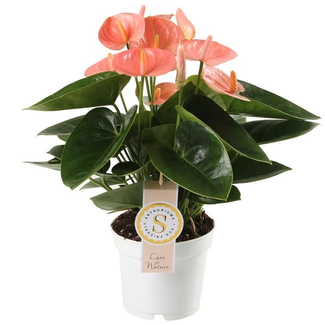 Anthurium Zalm-bestellen-bezorgen