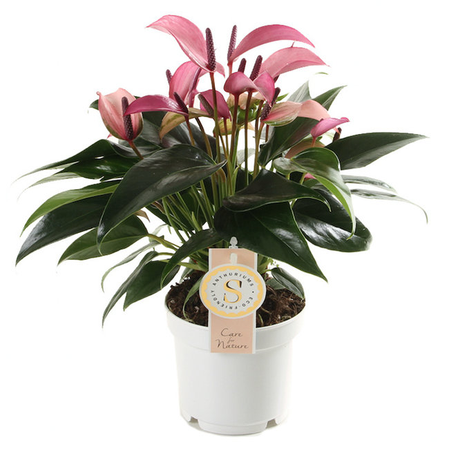 Anthurium Zizou-bestellen-bezorgen