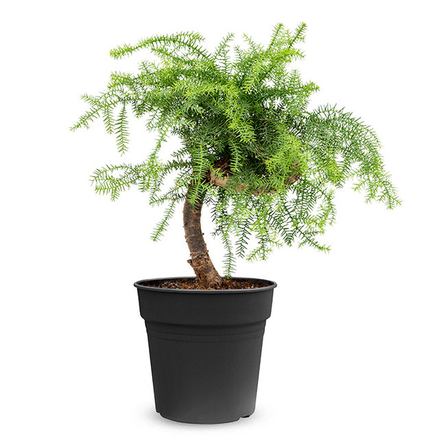 Araucaria Cunninghamii-bestellen-bezorgen