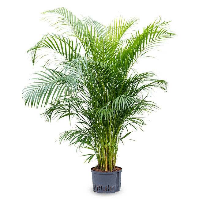 Areca lutescens-bestellen-bezorgen