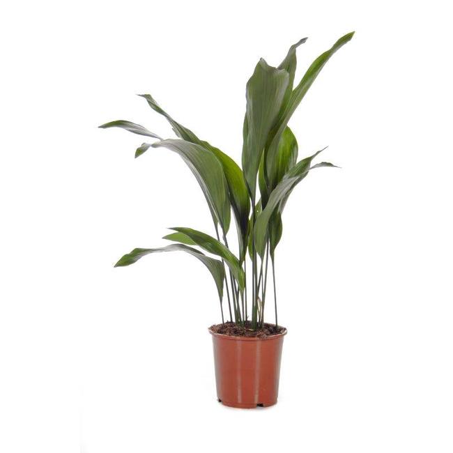 Aspidistra Eliator-bestellen-bezorgen