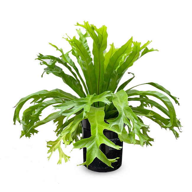 Asplenium Amy-bestellen-bezorgen