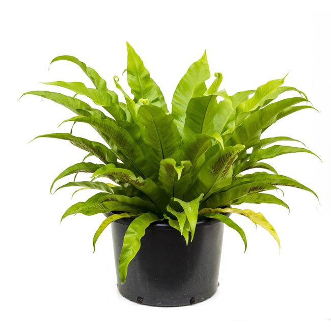 Asplenium Antiquum-bestellen-bezorgen