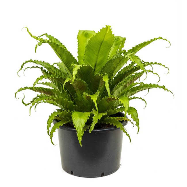 Asplenium Osaka-bestellen-bezorgen