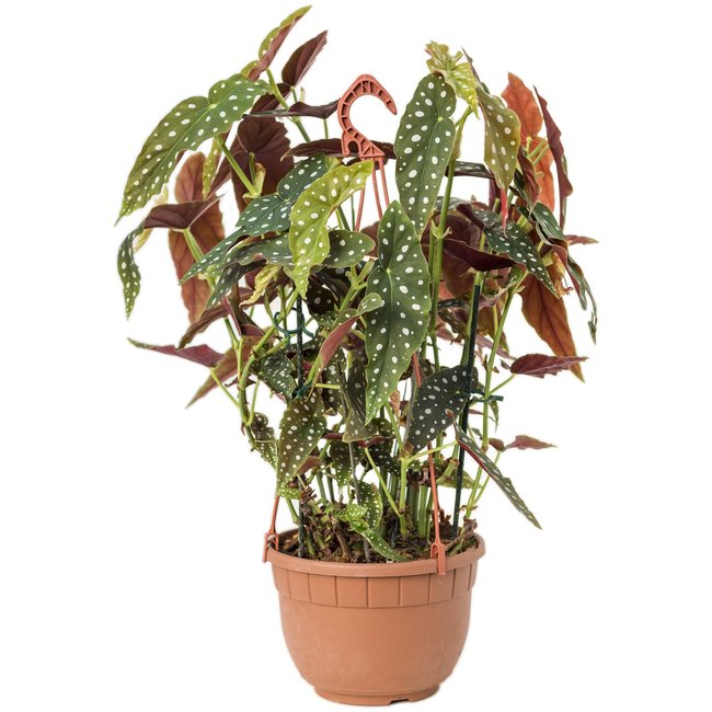 Begonia Maculata-bestellen-bezorgen