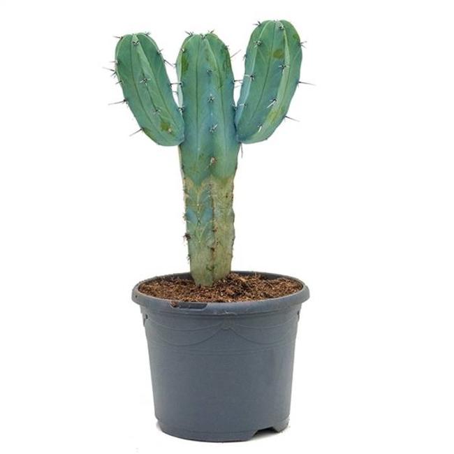 Cactus-bestellen-bezorgen