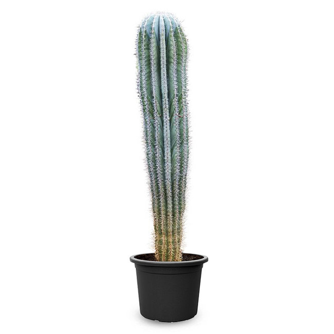 Cactus Pachycereus-bestellen-bezorgen