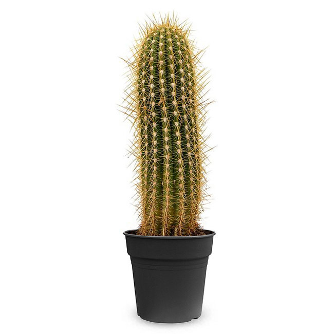 Cactus Trichocereus-bestellen-bezorgen