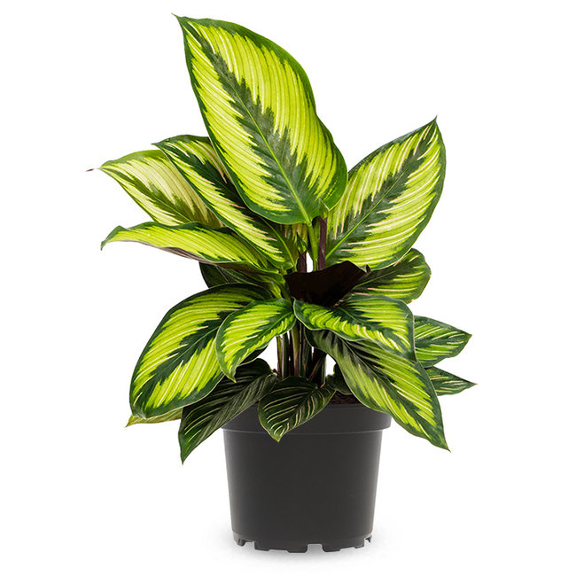 Calathea Beauty Star-bestellen-bezorgen