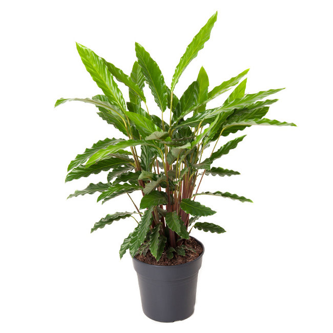 Calathea Elgergrass-bestellen-bezorgen