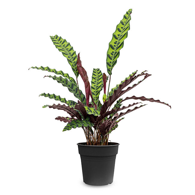 Calathea Insignis-bestellen-bezorgen