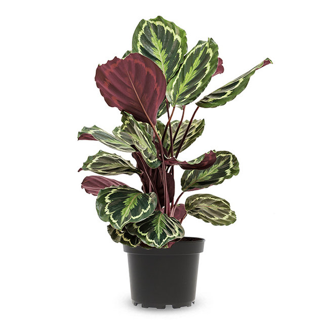 Calathea Medaillon-bestellen-bezorgen