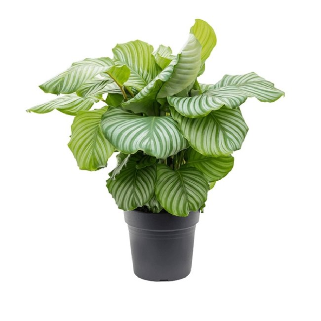 Calathea Orbifolia-bestellen-bezorgen