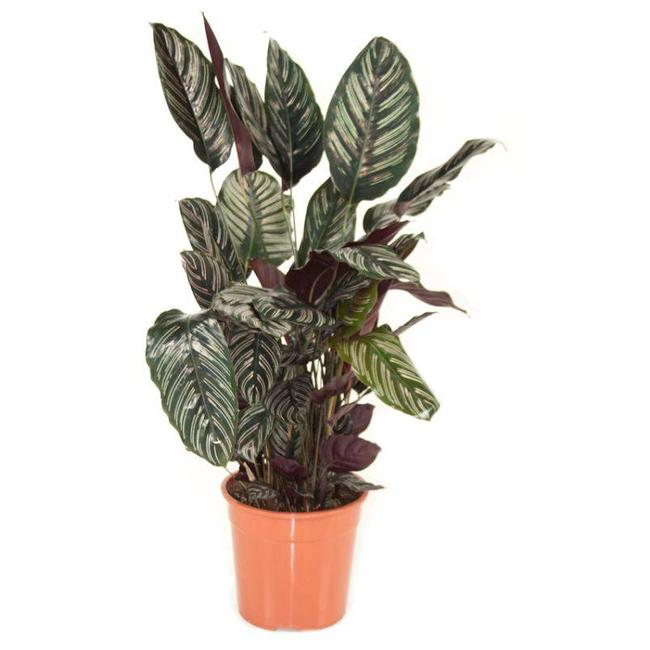 Calathea Ornata-bestellen-bezorgen