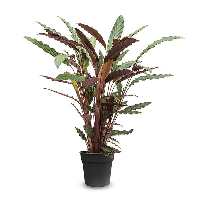 Calathea Rufibarba-bestellen-bezorgen