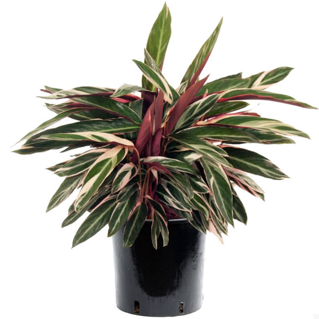 Calathea Stromanthe-bestellen-bezorgen