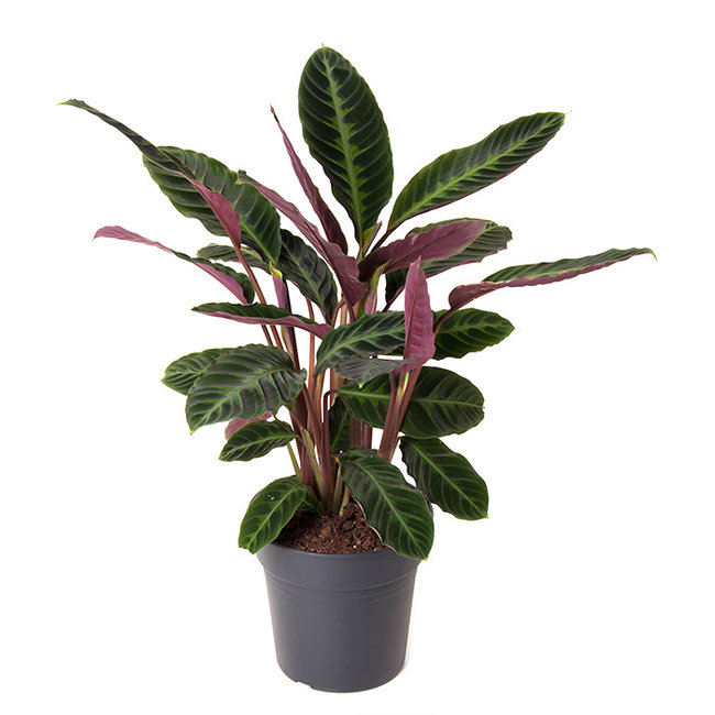 Calathea Warscewiczii-bestellen-bezorgen