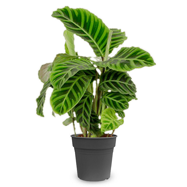 Calathea zebrina-bestellen-bezorgen