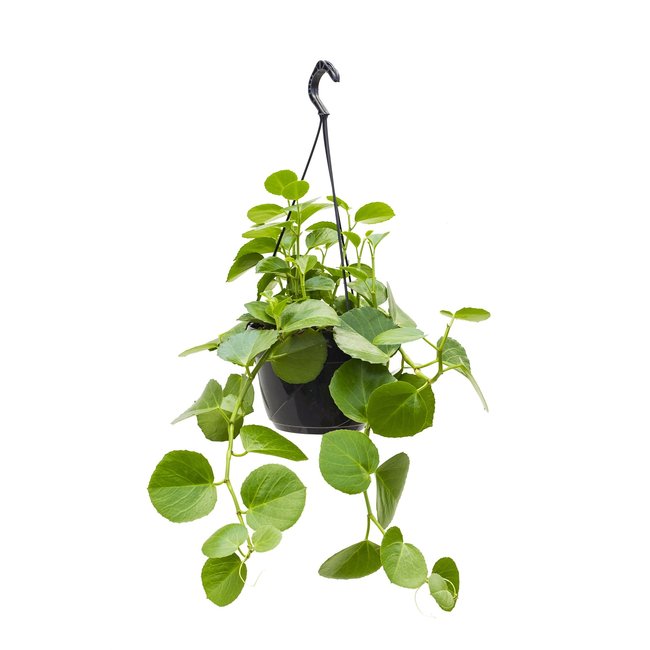 Cissus Rotundifolia-bestellen-bezorgen