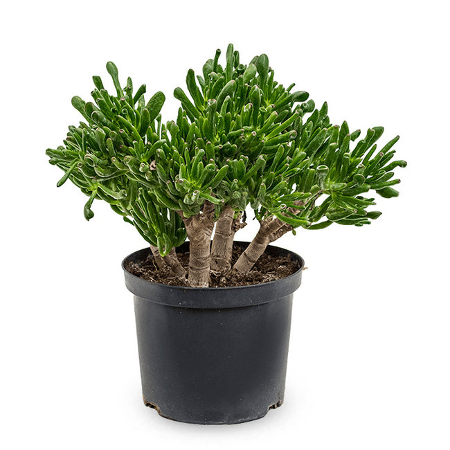 Crassula Horntree-bestellen-bezorgen