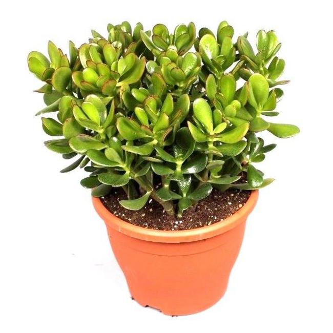 Crassula Ovata-bestellen-bezorgen