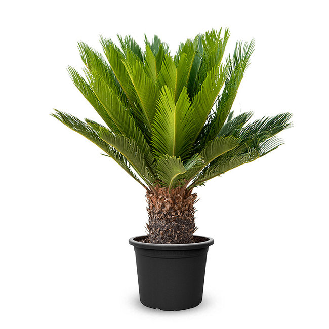 Cycas Revoluta-bestellen-bezorgen